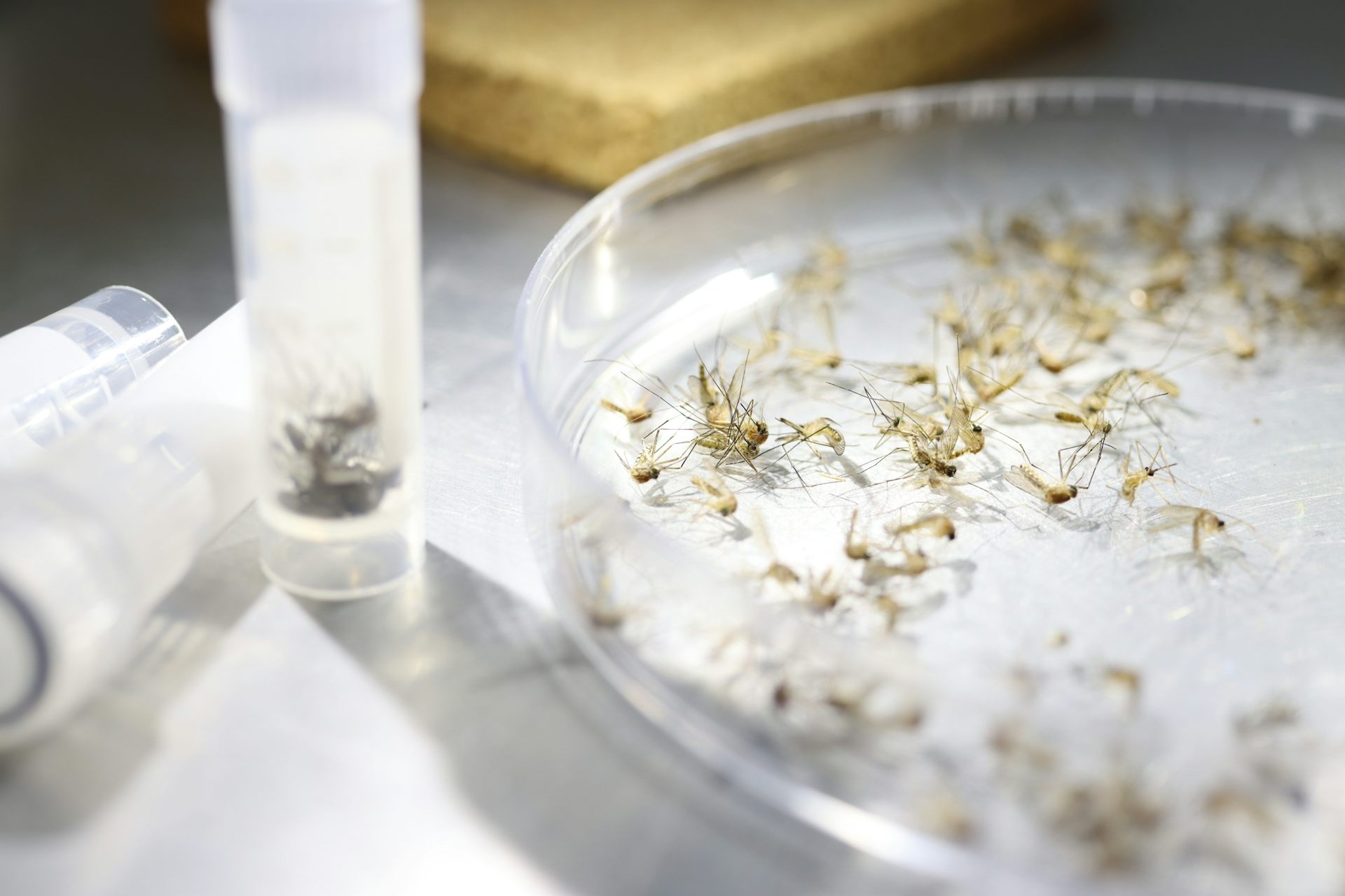 Mosquitoes in a plastic tray.