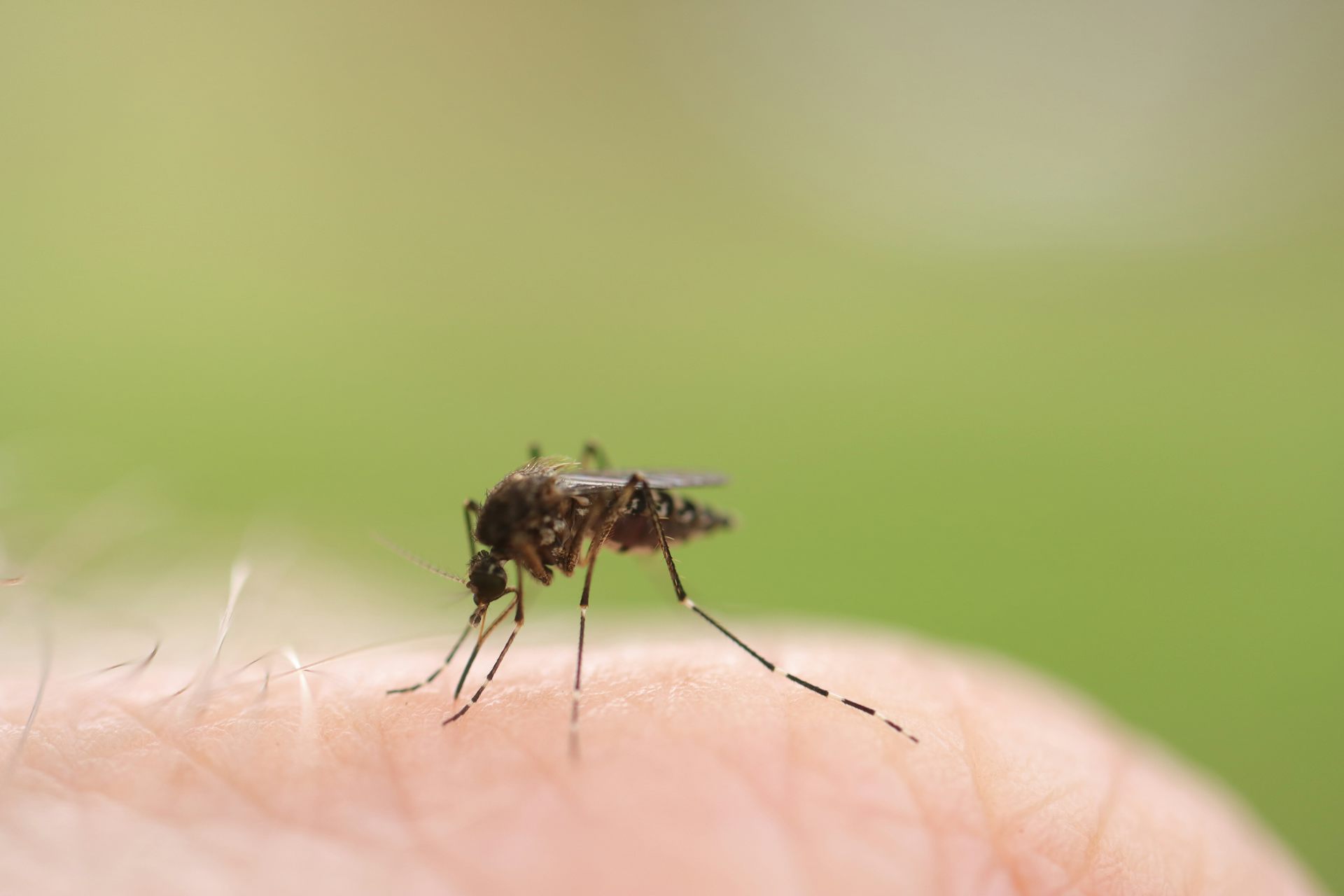 Mosquito biting a finger