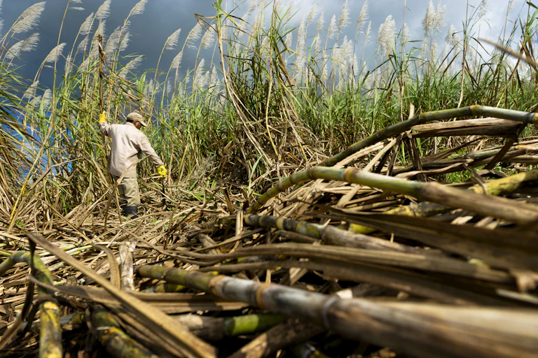 A farmer cutting down tall sugar cane stalks and leaving the leaves and tops behind on the ground