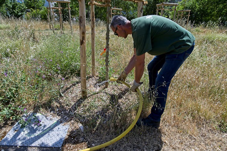un homme penché arrose un arbre