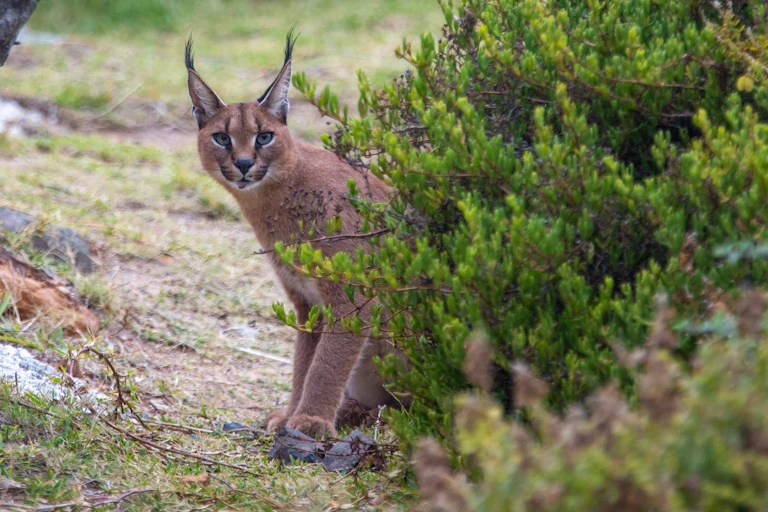 A medium-sized wild cat with a russet-coloured coat and pointy, tufted ears peers at the photographer from behind a stand of bushes