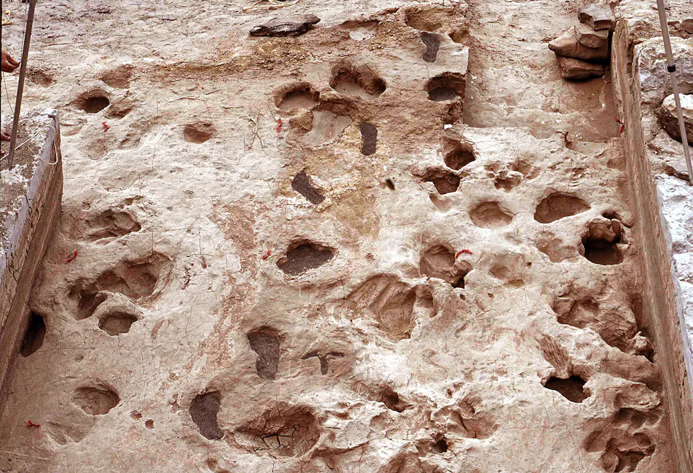 Fossilized Fossilized footprints reveal two extinct hominin species living side by ...