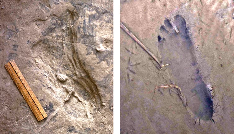 Comparison of a fossil footprint and a modern one
