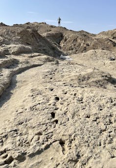fossilized indentations of footprints receding into distance on sandy-looking ground
