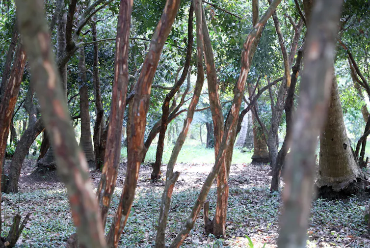 Horizontal photo of cinnamon trees, with trunks in foreground.