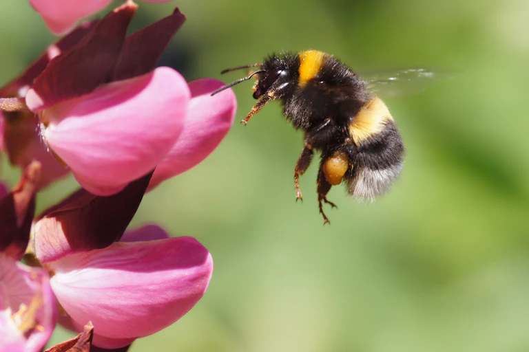 A bee hovers next to a pink flower