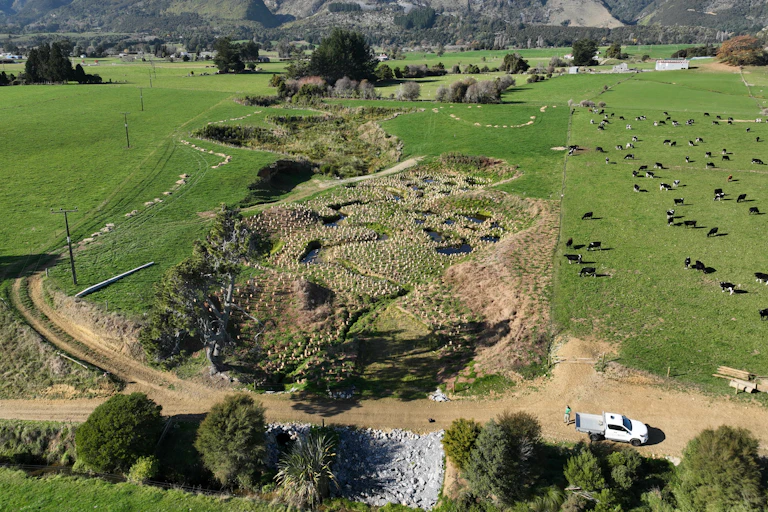 a creek flowing trough a paddock, with newly planted trees; and cows on pasture