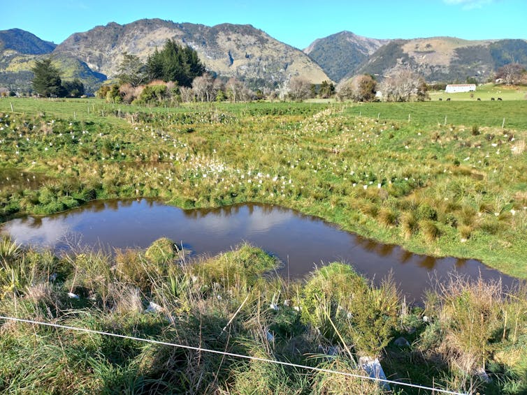 Stream running through a paddock