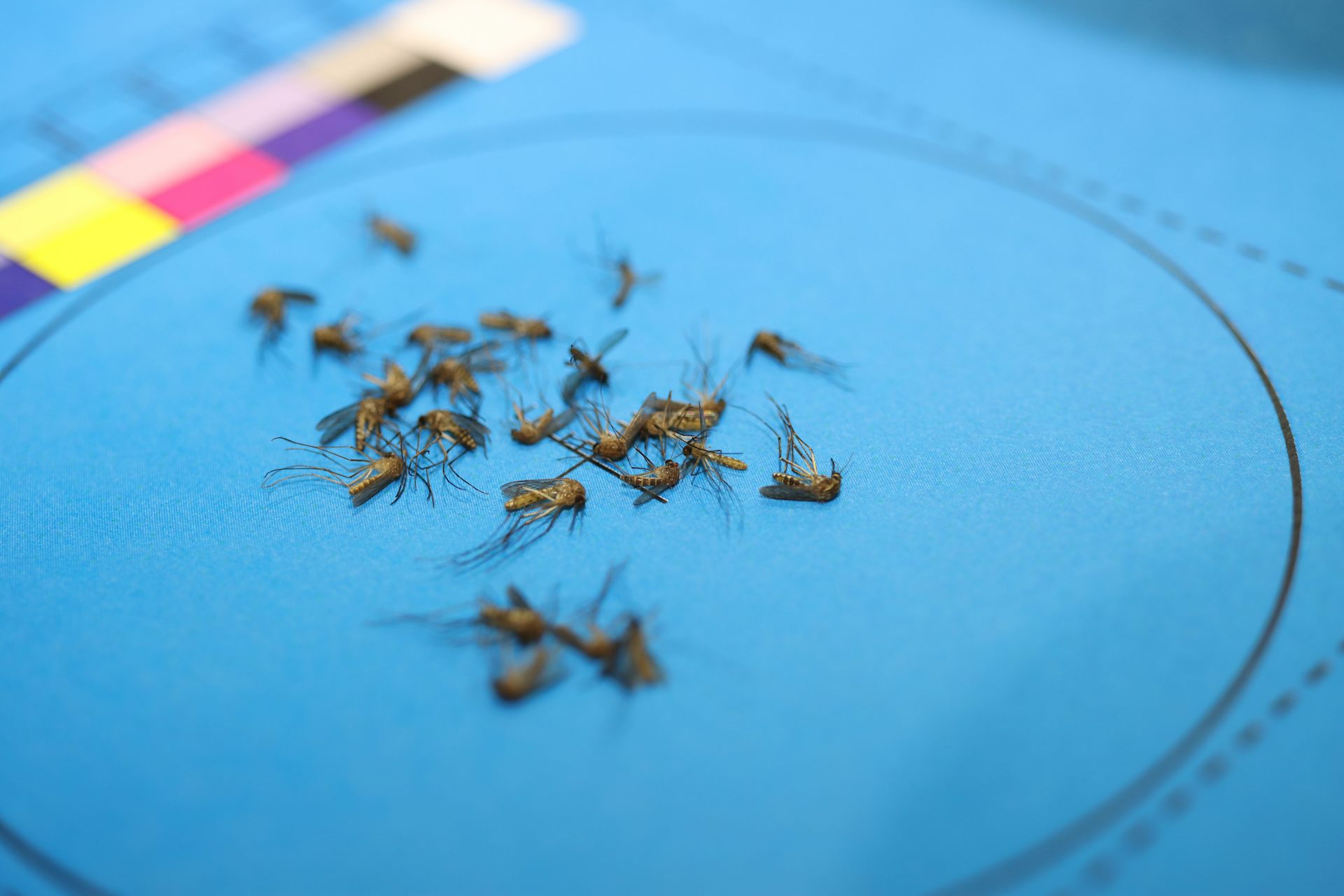 Mosquito-borne diseases are on the rise. Here&rsquo;s how collecting mozzies in your backyard can help science
