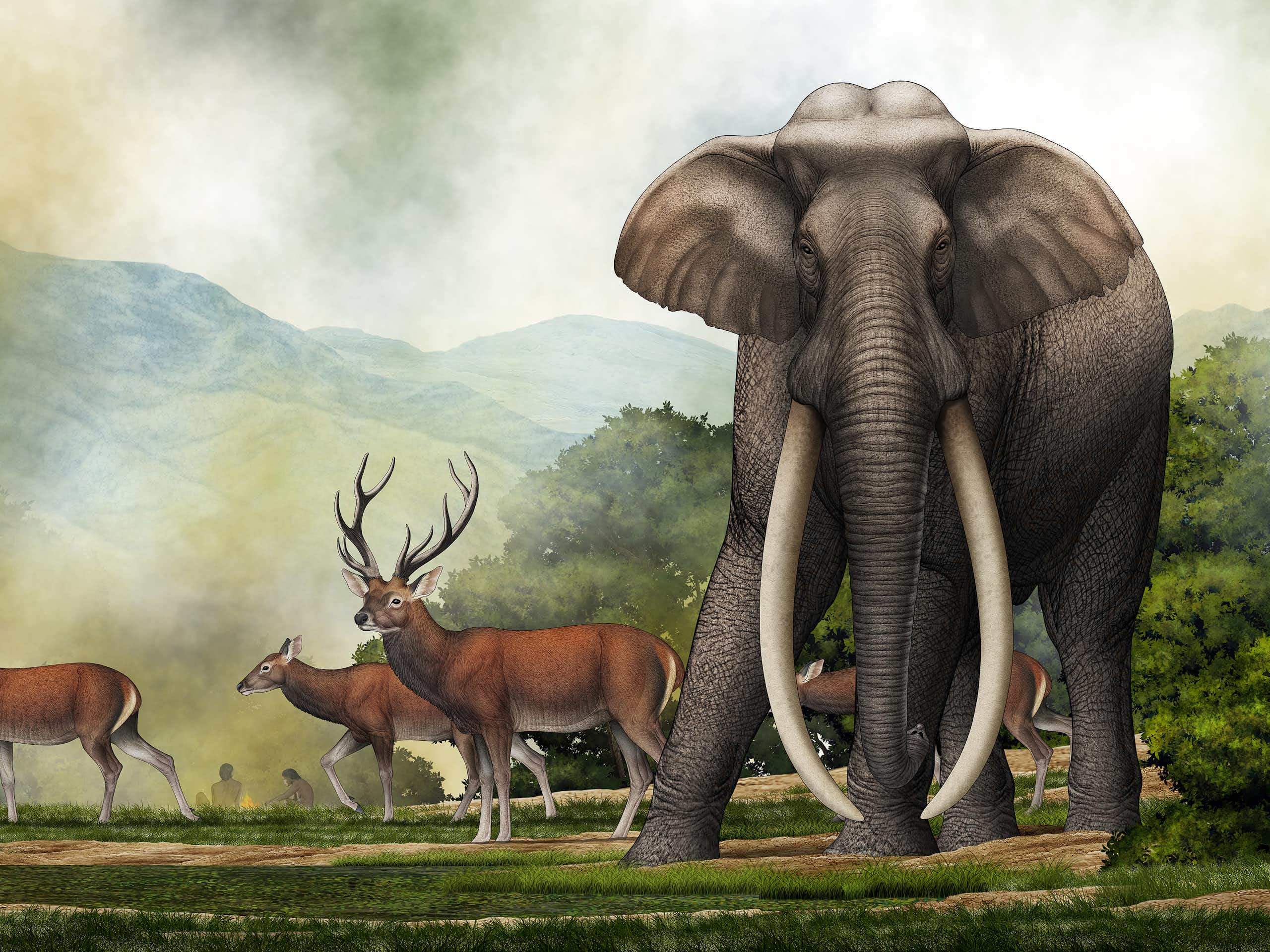How a giant prehistoric elephant skull helped untangle an evolutionary mystery