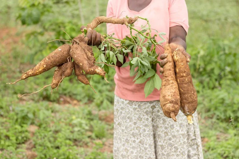 Une femme tenant des tubercules de manioc