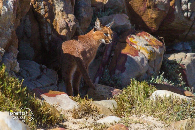 A medium-sized wild cat with pointy, tufted ears standing amid some rocks