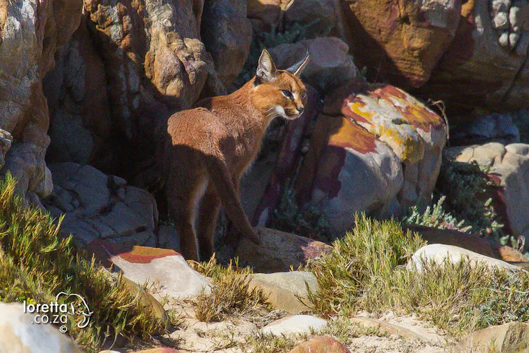 A medium-sized wild cat with pointy, tufted ears standing amid some rocks