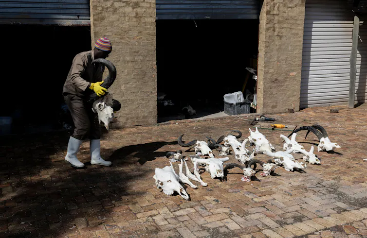 A man carrying an animal skull