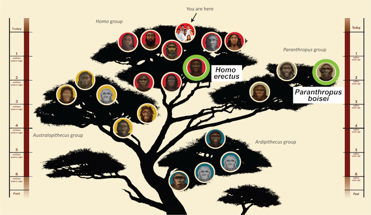 silhouette of a tree with circles for about 20 hominin species, showing their relationships