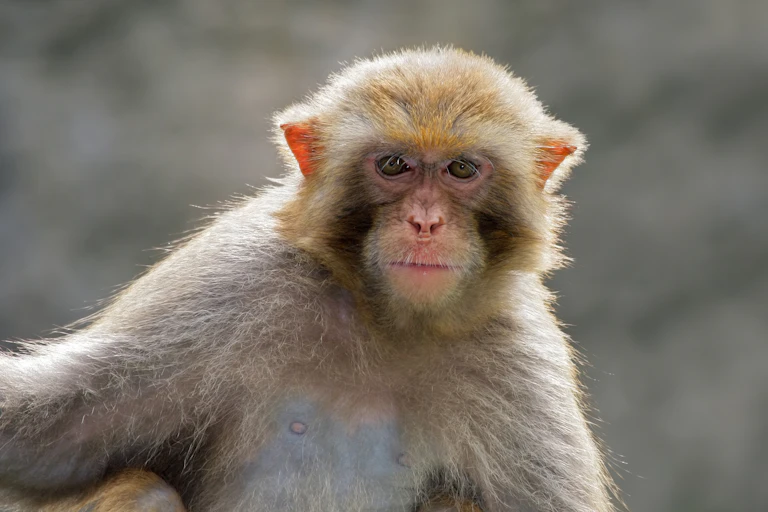 monkey looking at camera