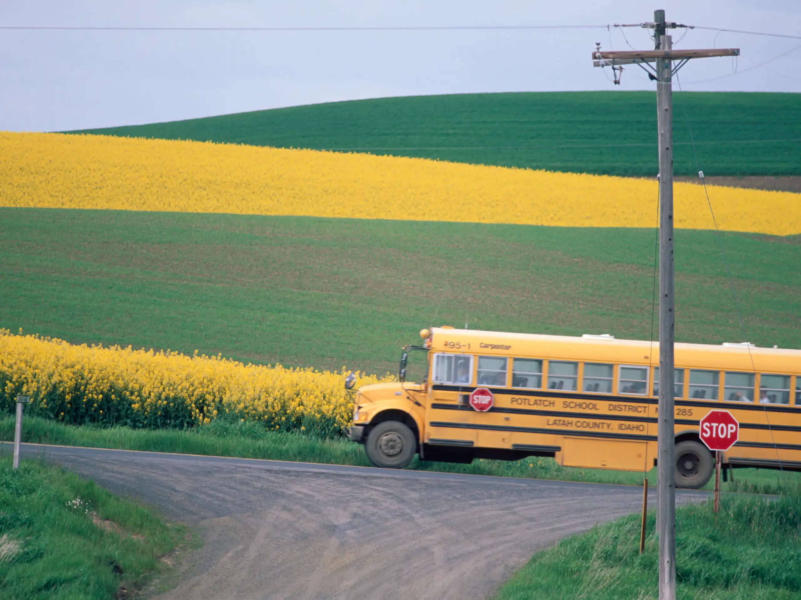 A yellow school bus travels a road with green and yellow pastures in the background.