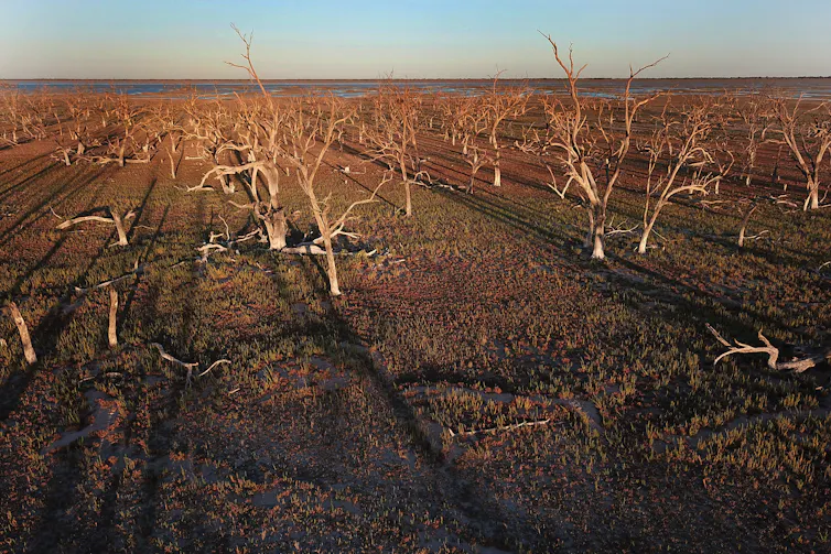 A wide angle view of dried trees and shrubs on a dry lake bed.