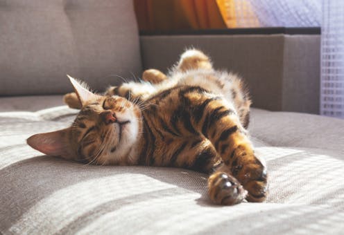 How can I keep my cat happy? 5 tips from a vet to help your feline friend live their best life