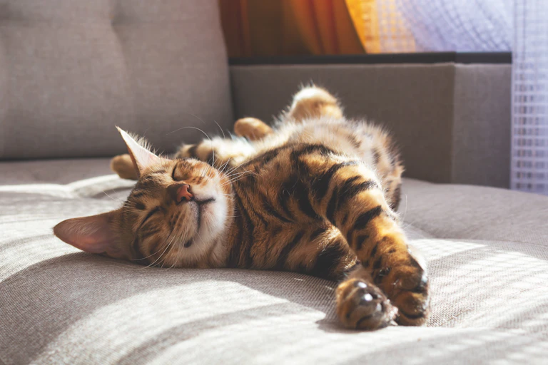 A comfy Bengal cat snoozing in the sun on a sofa.