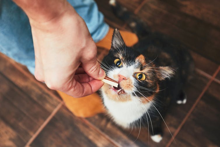 A calico cat with amber eyes receives a meat treat from its owner.
