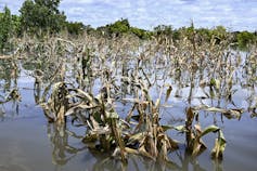 A flooded field of corn with all the corn tops dying off