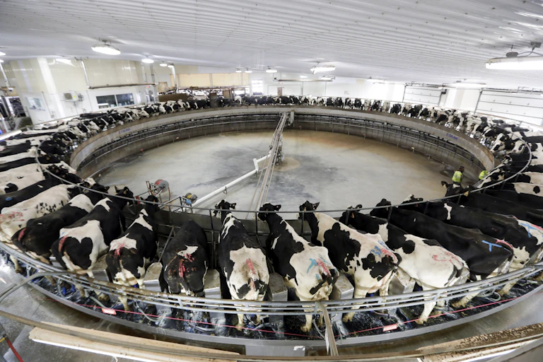 A large number of cows stand in a circle in a sterile environment.