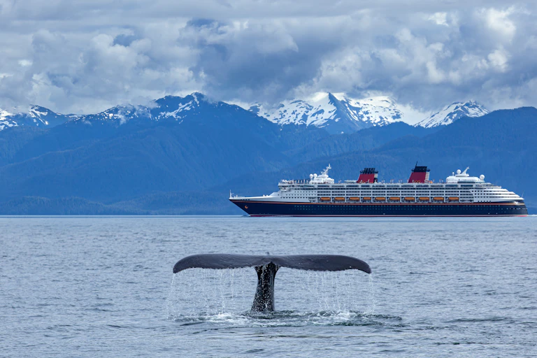 Photographie de la queue d'une baleine devant un paquebot.
