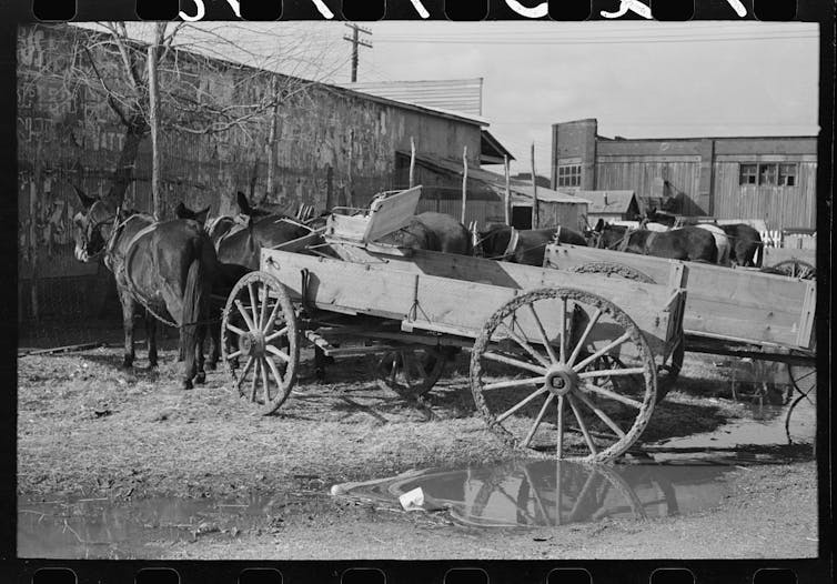 Los ciudadanos estadounidenses blancos solían inundarse en territorio indio, desde derrotar por deportaciones de masas 5 La línea de Mull y vagones.