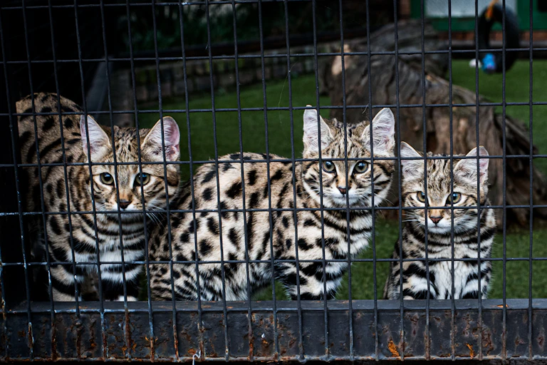 Three spotted felines in a cage