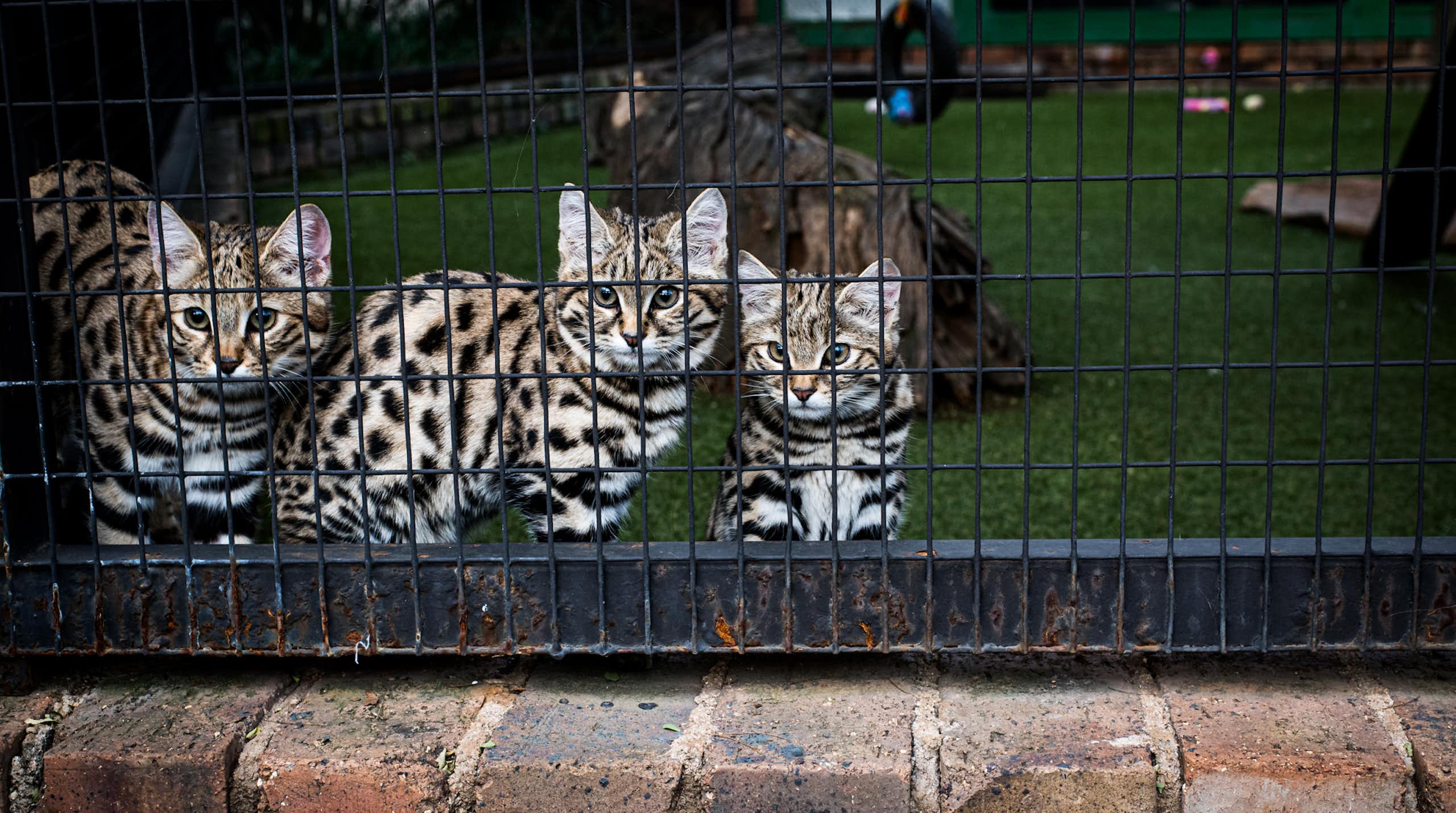 Three spotted felines in a cage