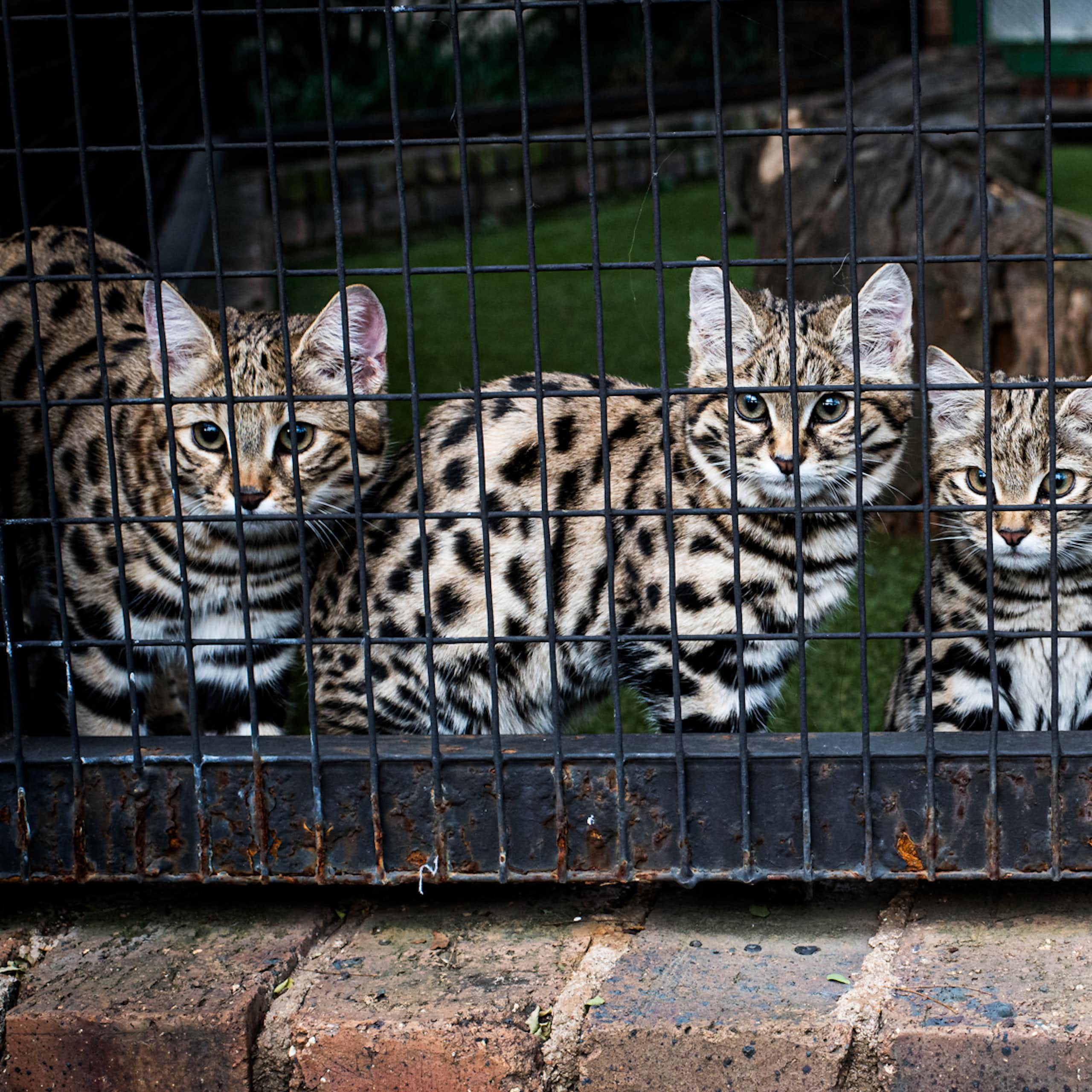 Three spotted felines in a cage