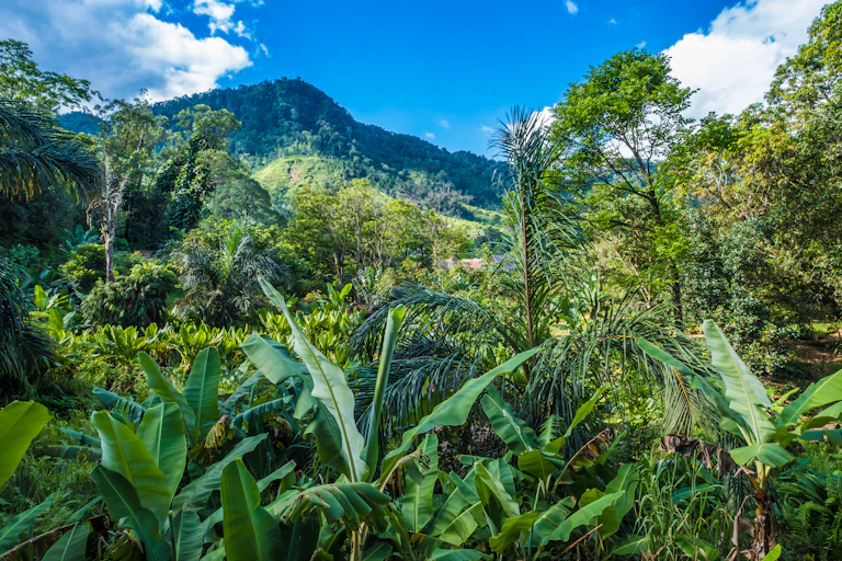 A lush green landscape full of trees and plants, with a tree-covered mountain in the background beneath a blue sky