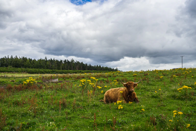 highland cow lying down in a field with wildflowers