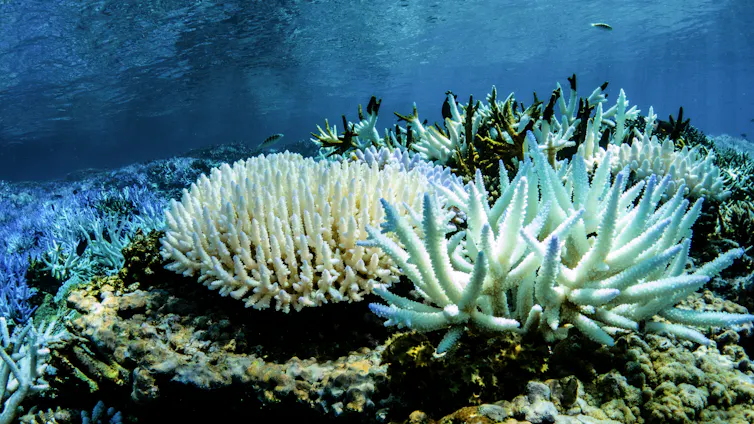 bleached coral