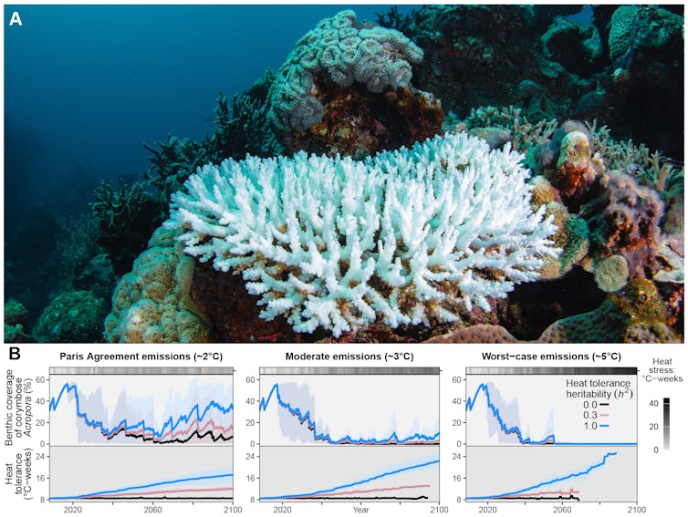 Photo of coral and some graphs