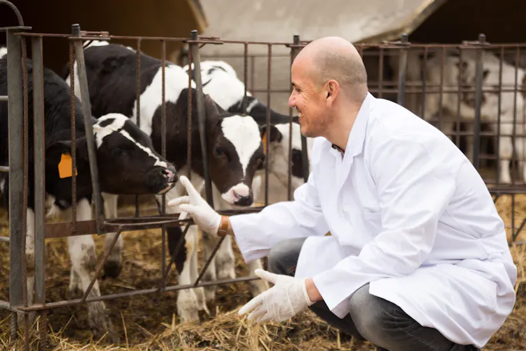 kneeling vet examines a cow in a shed