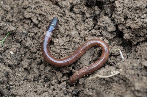 insect extinction – News, Research and Analysis – The Conversation – page 1