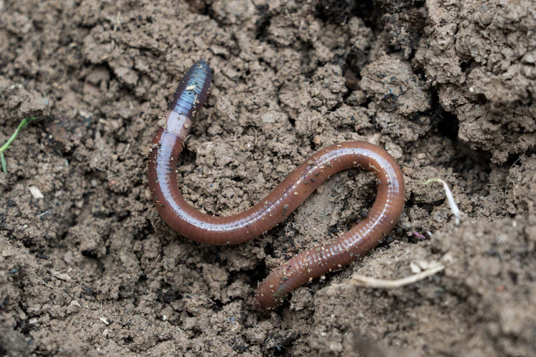 An earthworm in damp soil
