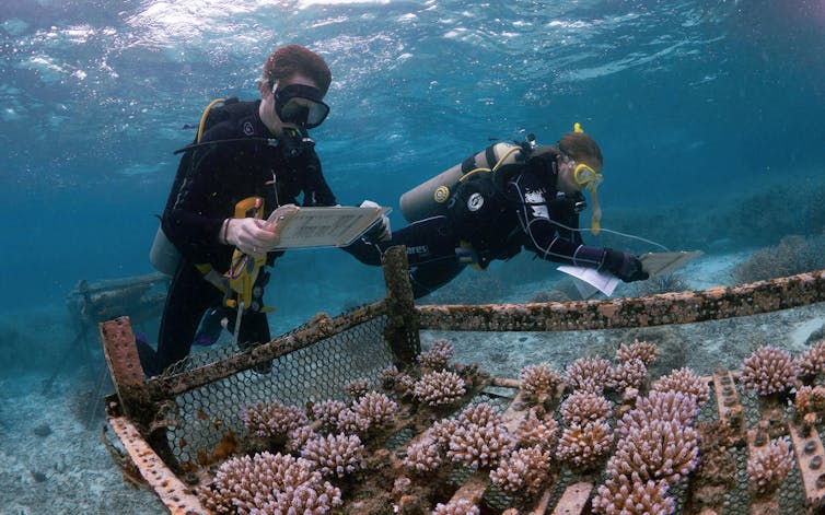 Scuba divers look at coral