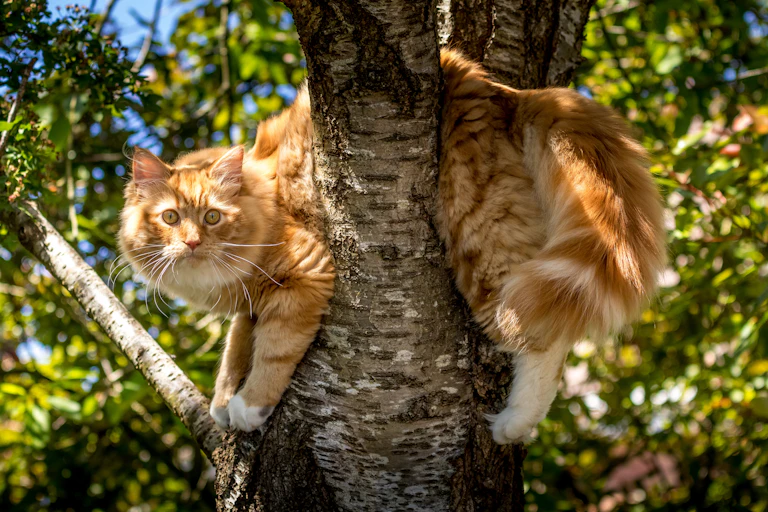 A long-haired orange cat stuck in a tree.