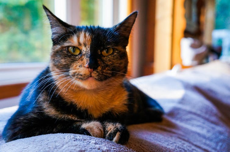 A tortie cat with amber eyes reclines on a sofa looking at the camera.