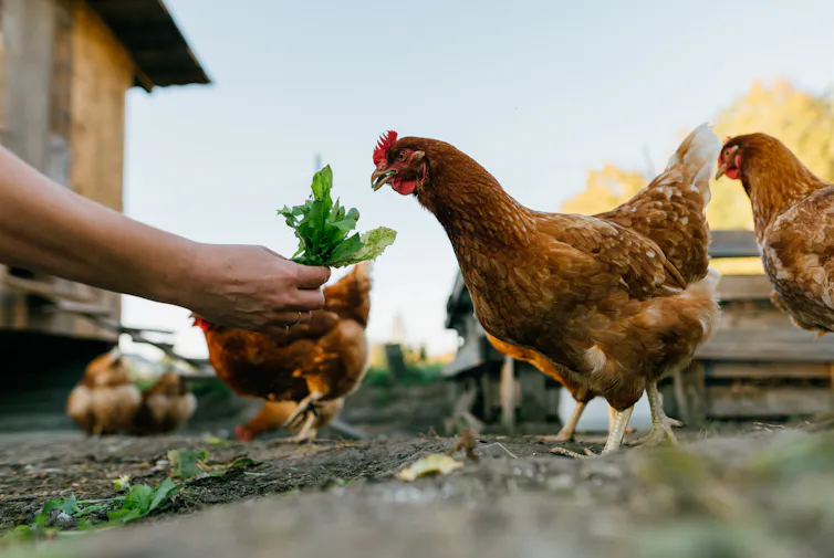 hand holds food to chicken
