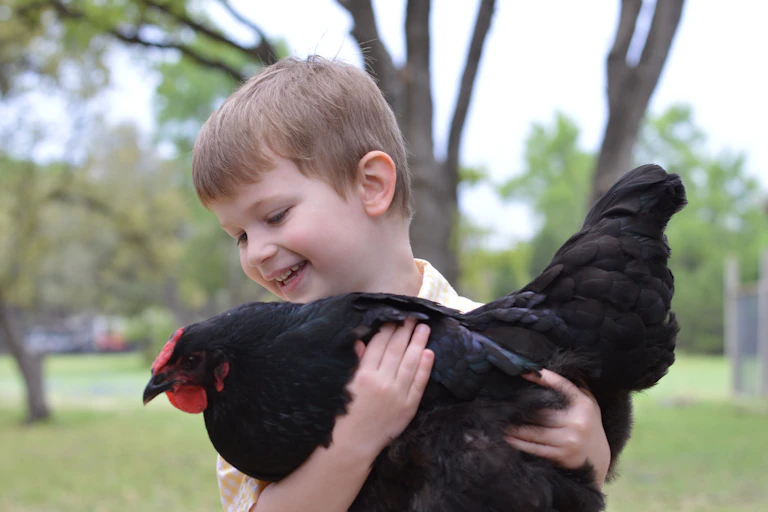 smiling boy holds back chicken