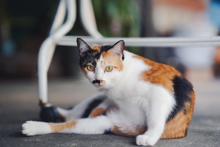 A calico cat with a white front lounges on the ground looking at the camera.