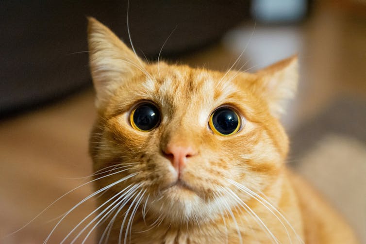 A wide-eyed ginger tabby looks at the camera.