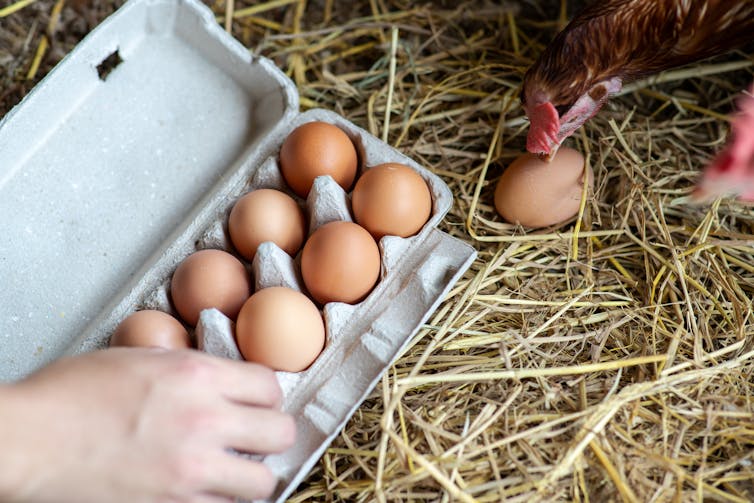 carton of eggs collected in barn near chickens