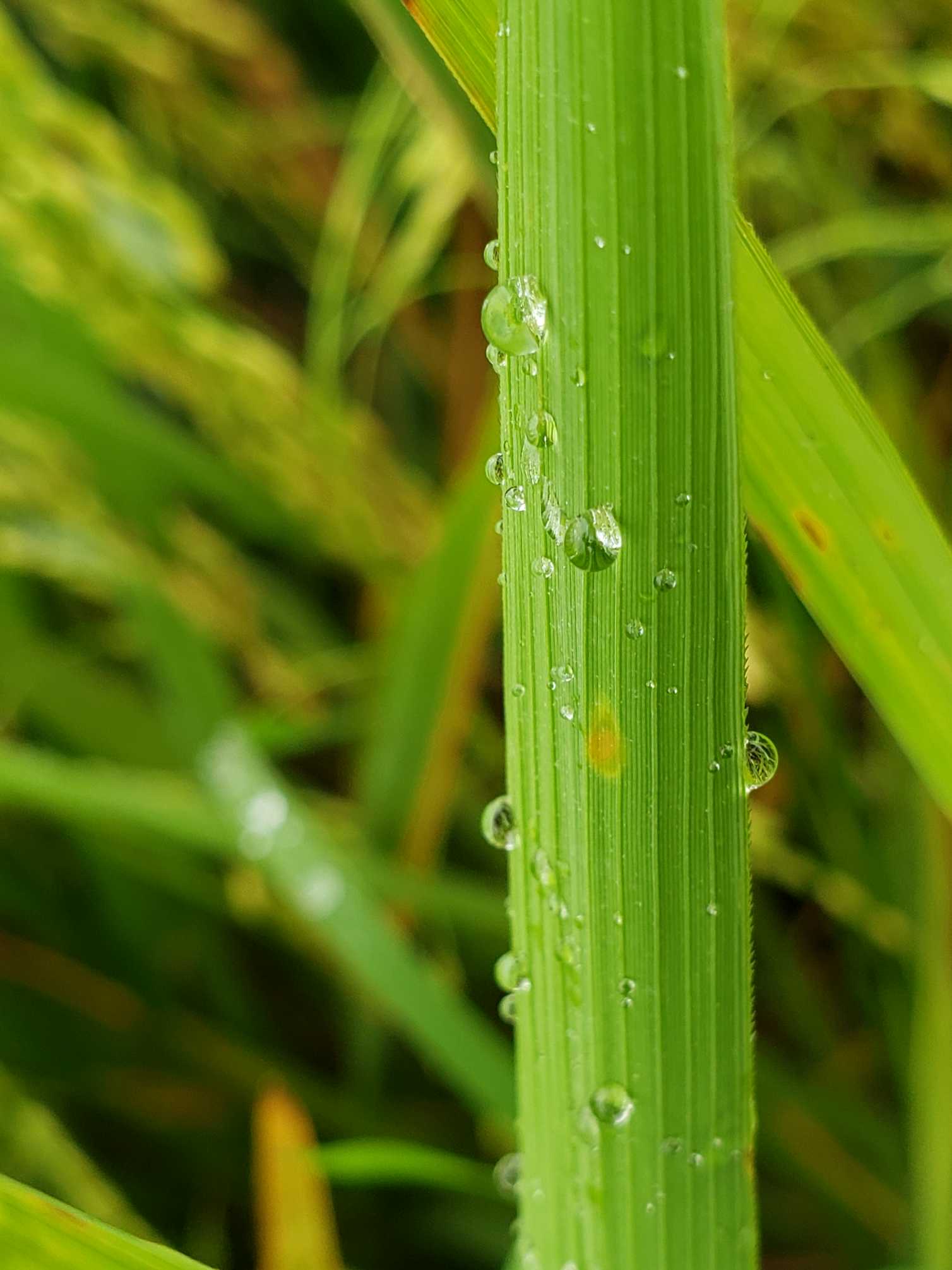 Why does grass make my skin itch?
