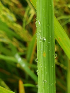 Close up of a green grass blade with drops of dew.