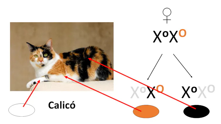 Padrões de pigmentação tricolor em gatos da raça chita. Esquema: Lluis Montoliu
